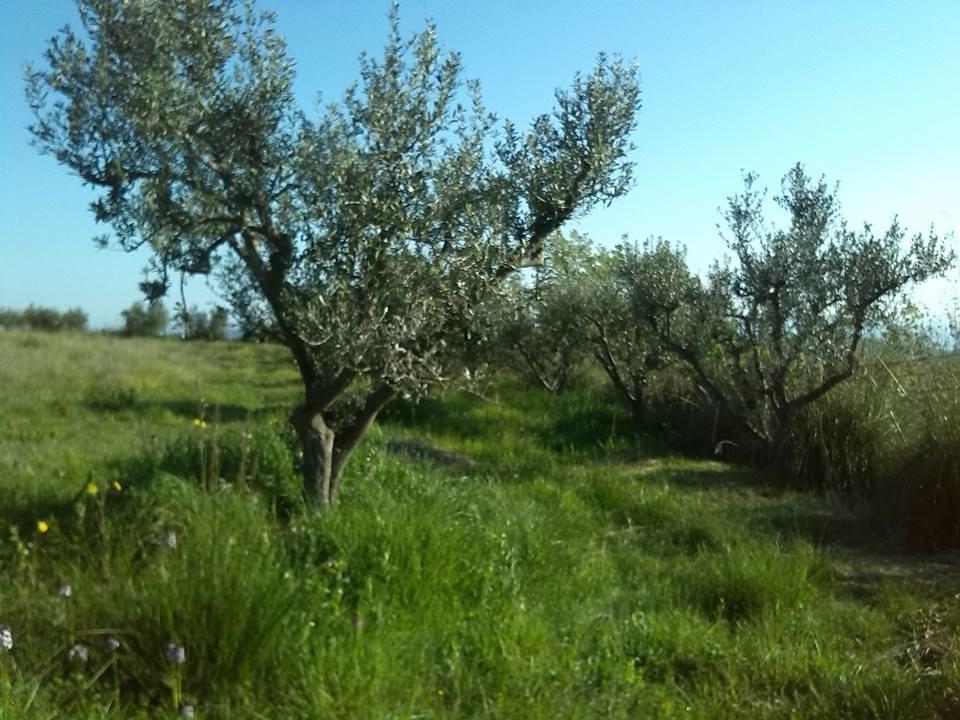 Bed & Breakfast Il Nido Di Alice Moresco